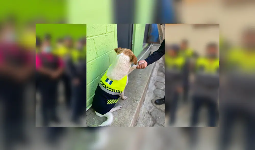 Desliza para ver las fotos de este perro que se volvió 'famoso' en Facebook. Foto: Captura.