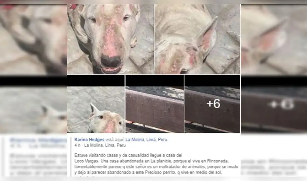 Esposa de Juan Manuel Vargas niega que su mascota sea víctima de maltrato animal Esposa de Juan Manuel Vargas niega que su mascota sea víctima de maltrato animal