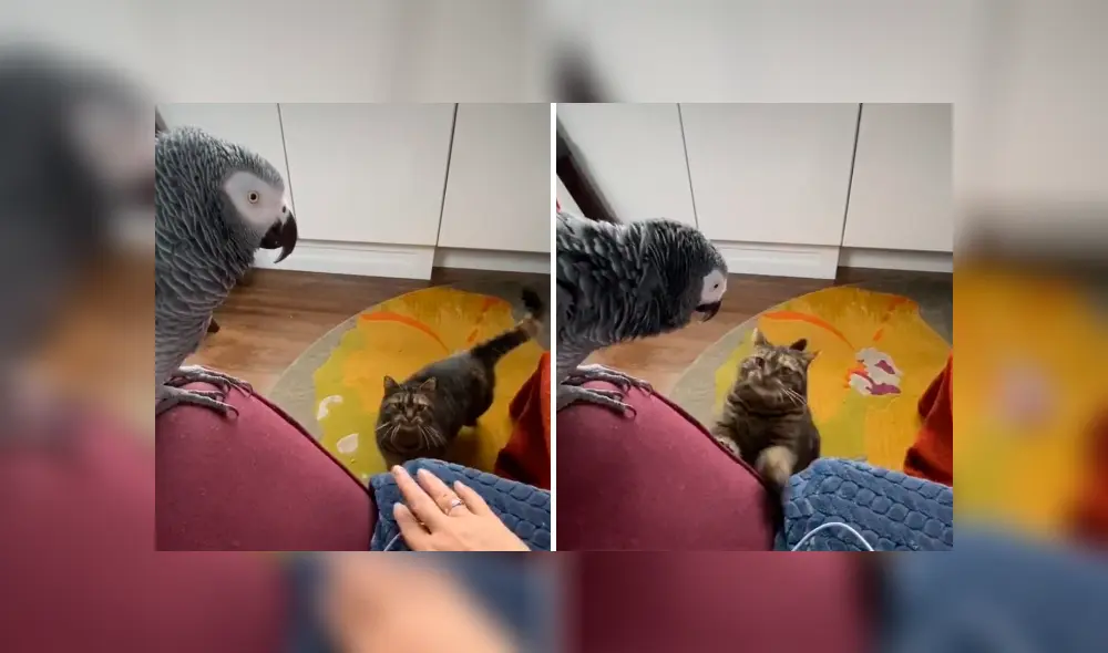 Desliza para ver las imágenes de YouTube.