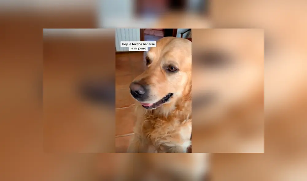 Desliza las imágenes hacia la izquierda para conocer la reacción de un perro tras obedecer a su dueña.