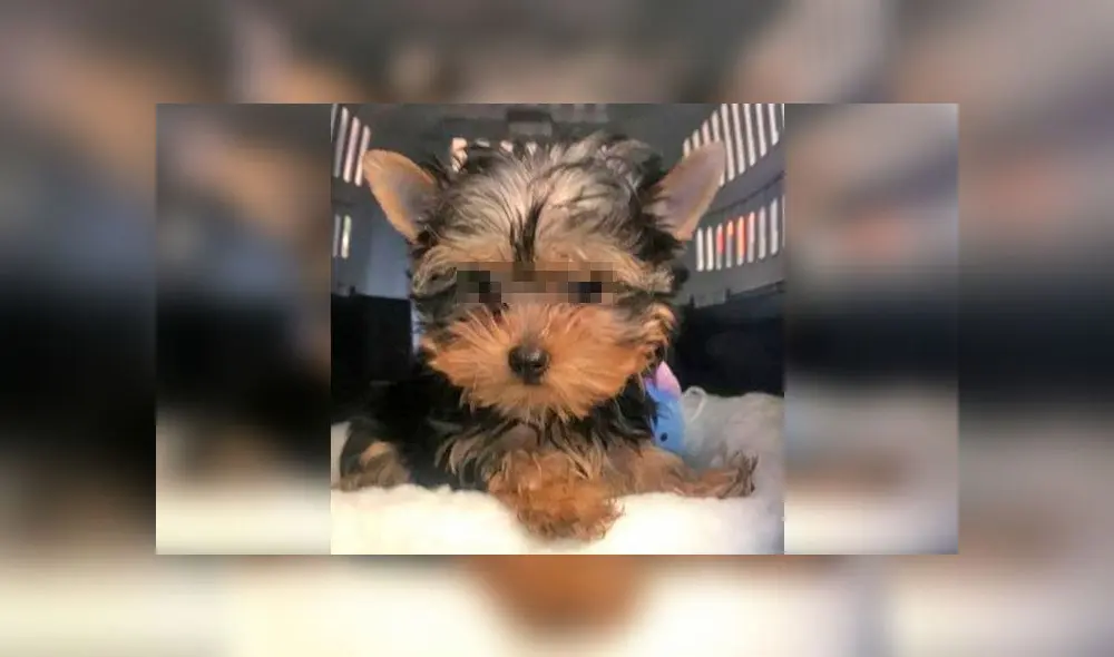 Compró un perro para su hija y se lo envían en avión, pero llegó muerto