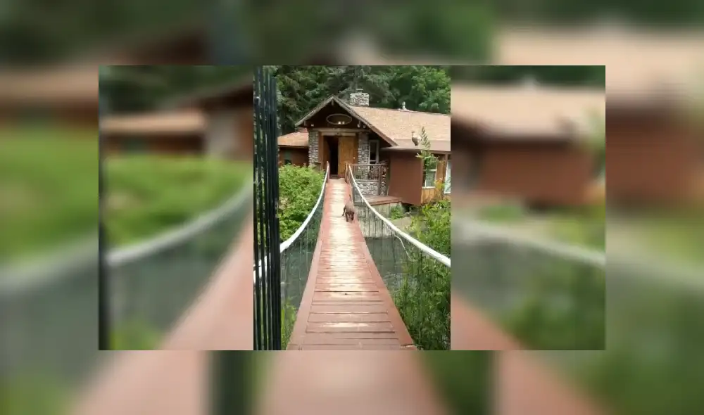 Desliza las imágenes hacia la izquierda para apreciar la valiente acción de un perro tras superar su mayor miedo. Fotocaptura: Facebook.