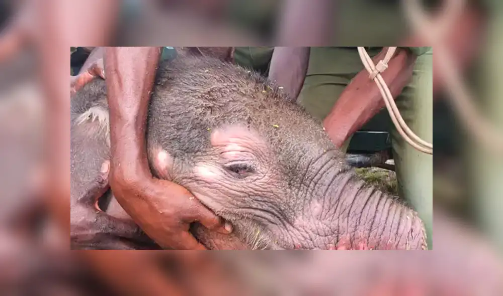 El recién nacido fue abandonado en un pozo por su manada y luego una jauría de hienas le amputó su trompa. Foto: Ladbible