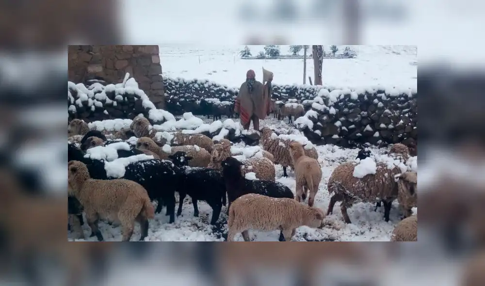 Cusco: nevadas de 50 centímetros de altura han cubierto zonas altoandinas en Espinar [VIDEO Y FOTOS]