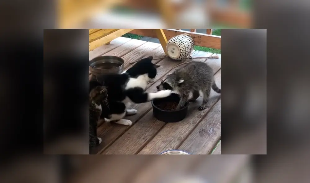 Desliza la imagen de TikTok para verlas todas. Foto: stephanne304 Desliza la imagen de TikTok para verlas todas. Foto: stephanne304