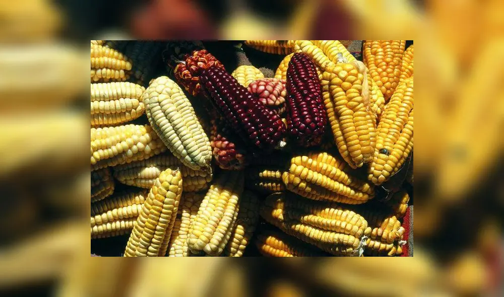 Huancavelica: Crean Mesa Técnica de maíz amiláceo para mejorar producción