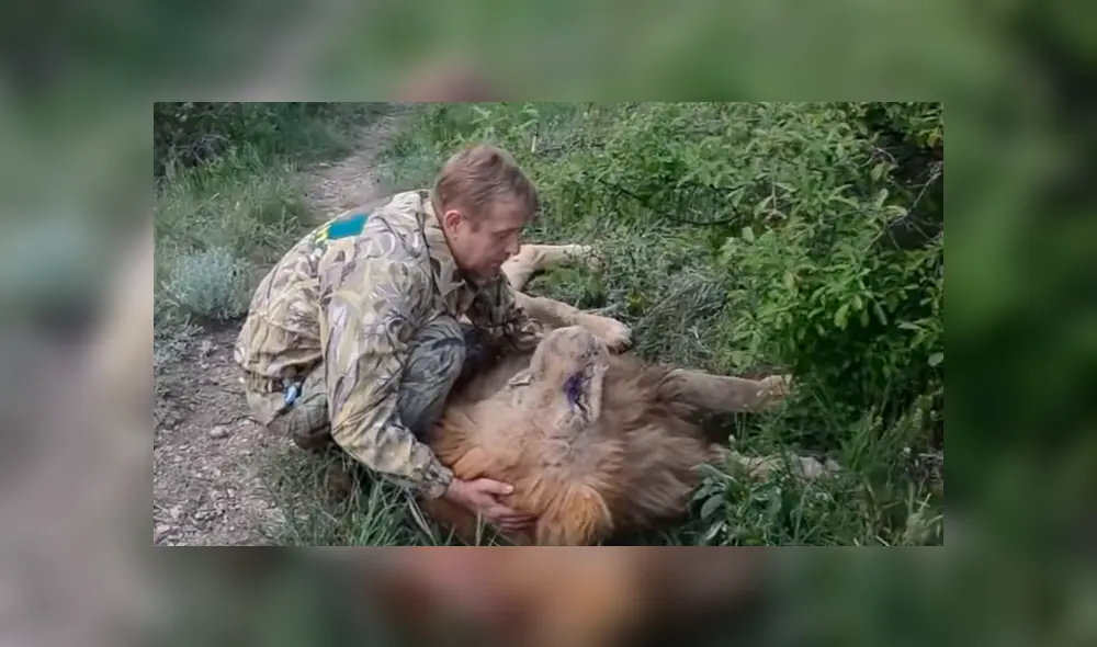 YouTube viral: cuidador de leones encuentra a felino que cuidó de bebé, se acerca y este tiene inesperada reacción.