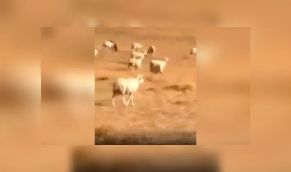 Desliza las imágenes para conocer la reacción de un perro guardián ante la presencia de un lobo en el rebaño. Foto: Captura. Desliza las imágenes para conocer la reacción de un perro guardián ante la presencia de un lobo en el rebaño. Foto: Captura.
