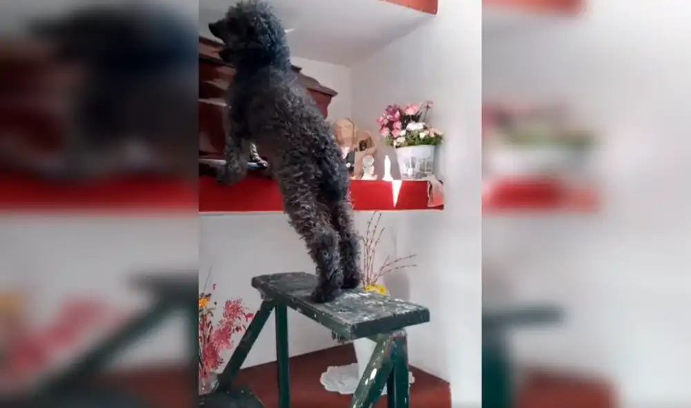 Facebook - animales - viral