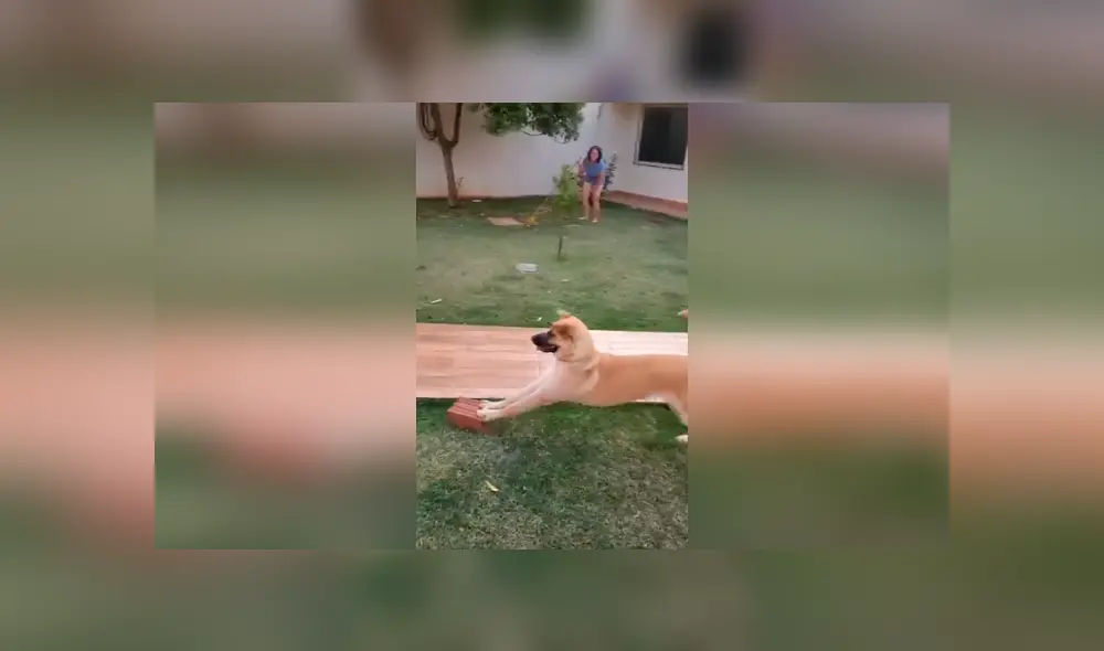 Desliza las imágenes hacia la izquierda para conocer la divertida escena protagonizada por un perro. Fotocaptura: Facebook.