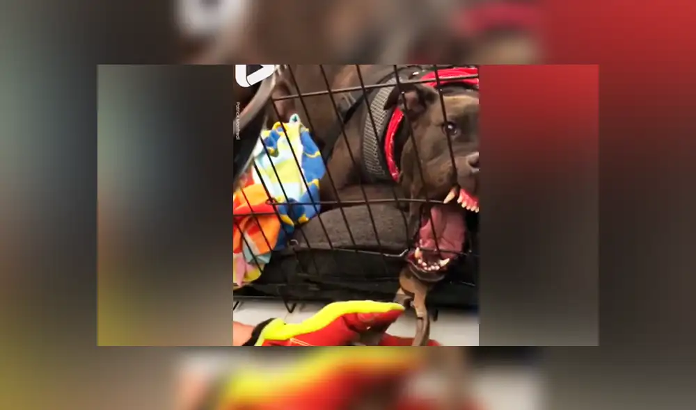 Facebook viral: bombero salva la vida de perro travieso que quedó con la mandíbula atorada a su jaula Facebook viral: bombero salva la vida de perro travieso que quedó con la mandíbula atorada a su jaula