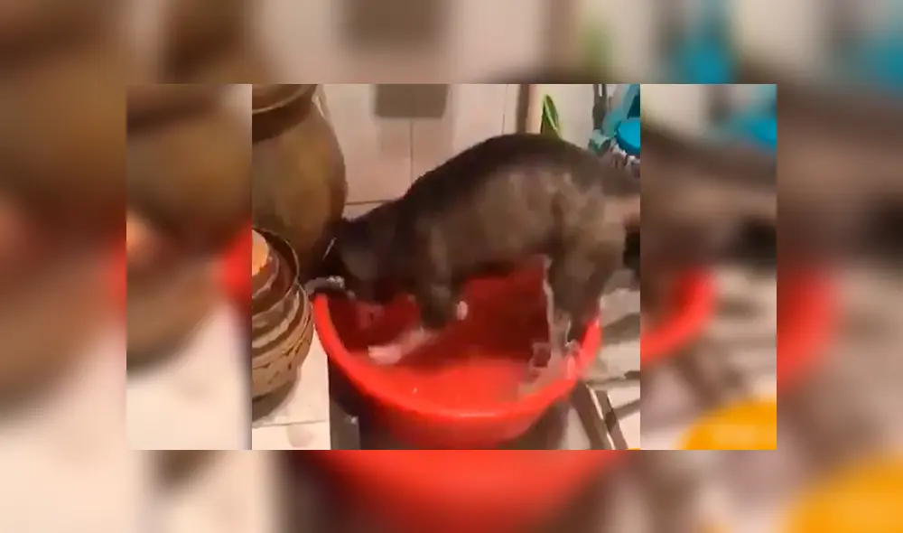 En Facebook, un perro fue captado en el momento que realizaba una travesura y obtuvo el ‘regaño’ de una gata’. En Facebook, un perro fue captado en el momento que realizaba una travesura y obtuvo el ‘regaño’ de una gata’.