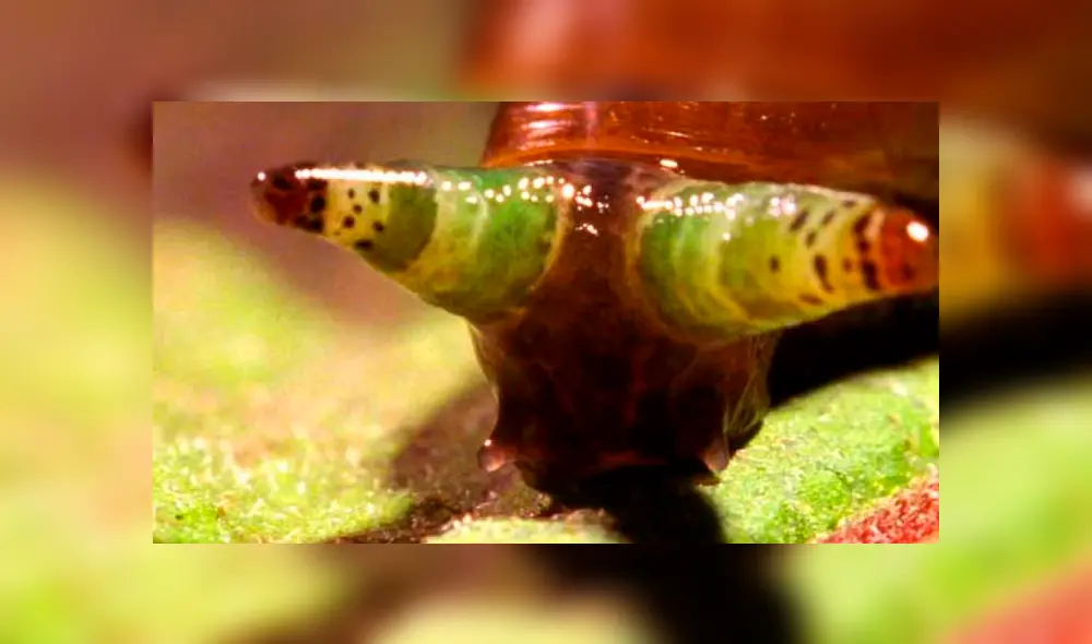 Desliza para ver las fotos del 'caracol zombie' que aterró a todos en Facebook. Foto: Captura.