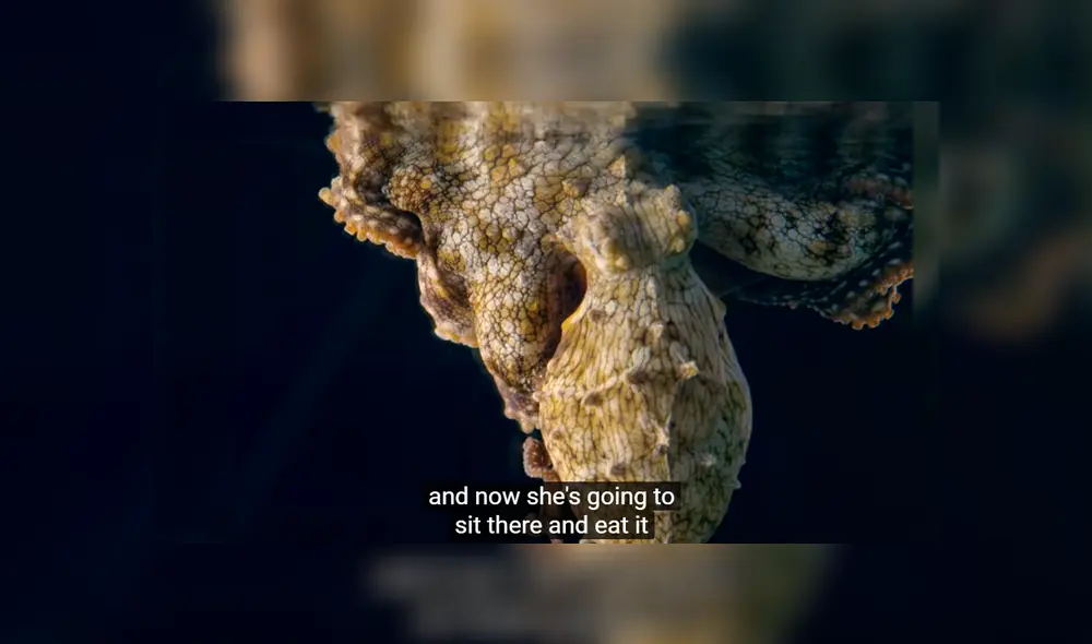 La curiosa y probable razón detrás de esta insólita ha dejado a más de uno con la boca abierta. La curiosa y probable razón detrás de esta insólita ha dejado a más de uno con la boca abierta.