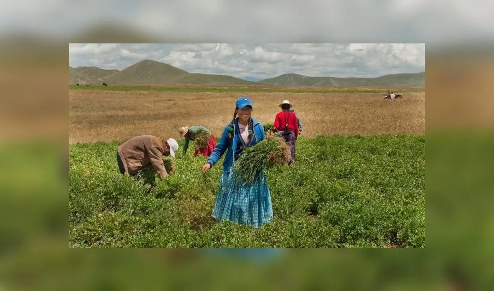 Bono rural agrario de 760 soles Perú 2020 Bono rural agrario de 760 soles Perú 2020