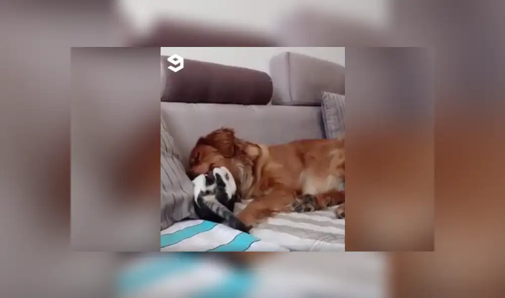 Desliza a la izquierda para conocer más sobre este nuevo video viral de YouTube. Foto: Captura. Desliza a la izquierda para conocer más sobre este nuevo video viral de YouTube. Foto: Captura.