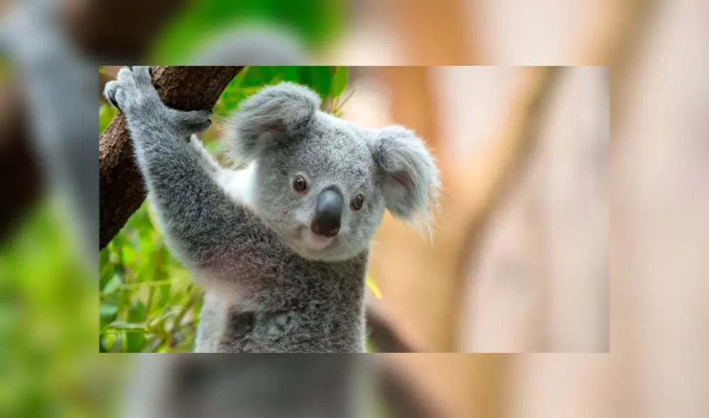 ‘Muerte y destrucción’: Taladores de árboles matan a más de 80 koalas en un bosque de eucalipto [FOTOS]
