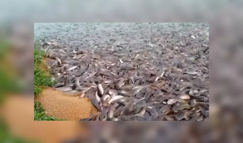 En YouTube, un joven acudió al río para pescar, sin imaginar que encontraría miles de animales marinos.