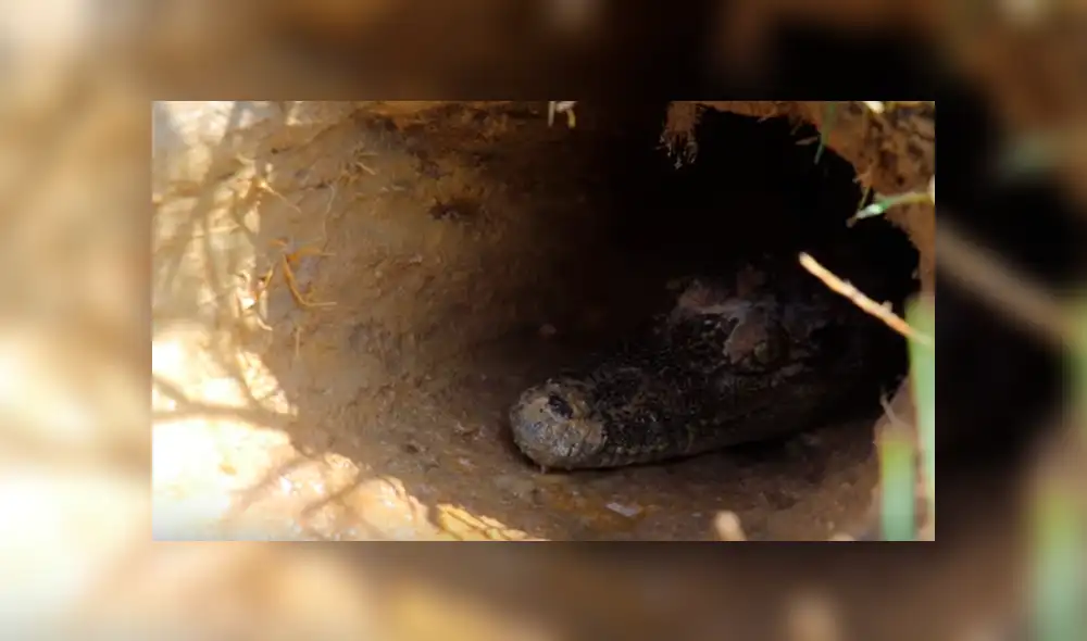 Desliza hacia la izquierda para ver las imágenes de YouTube sobre el hallazgo que hizo un joven tras colocar Coca Cola y mentos en el interior de un hoyo.