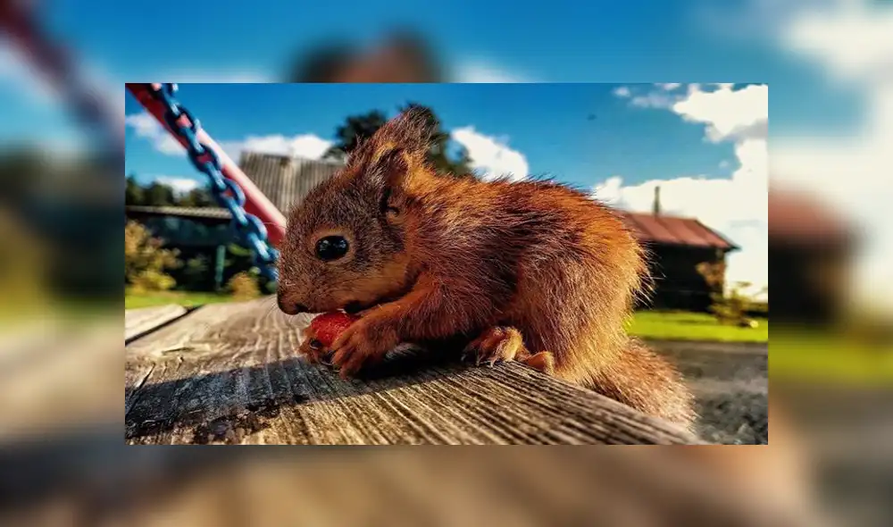 En Facebook, un joven cuidó de una pequeña ardilla que encontró en la calle y se volvió su mejor amigo.