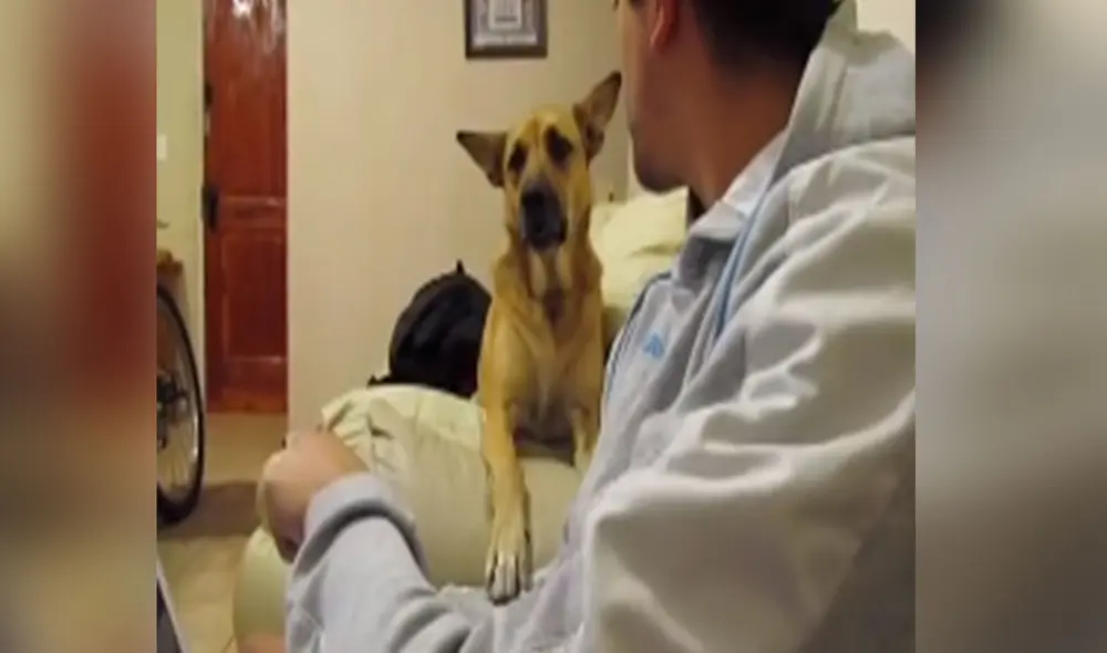 Desliza las imágenes para ver más detalles sobre esta entretenida 'conversación' entre un perro y su amo. Foto: captura de TikTok Desliza las imágenes para ver más detalles sobre esta entretenida 'conversación' entre un perro y su amo. Foto: captura de TikTok