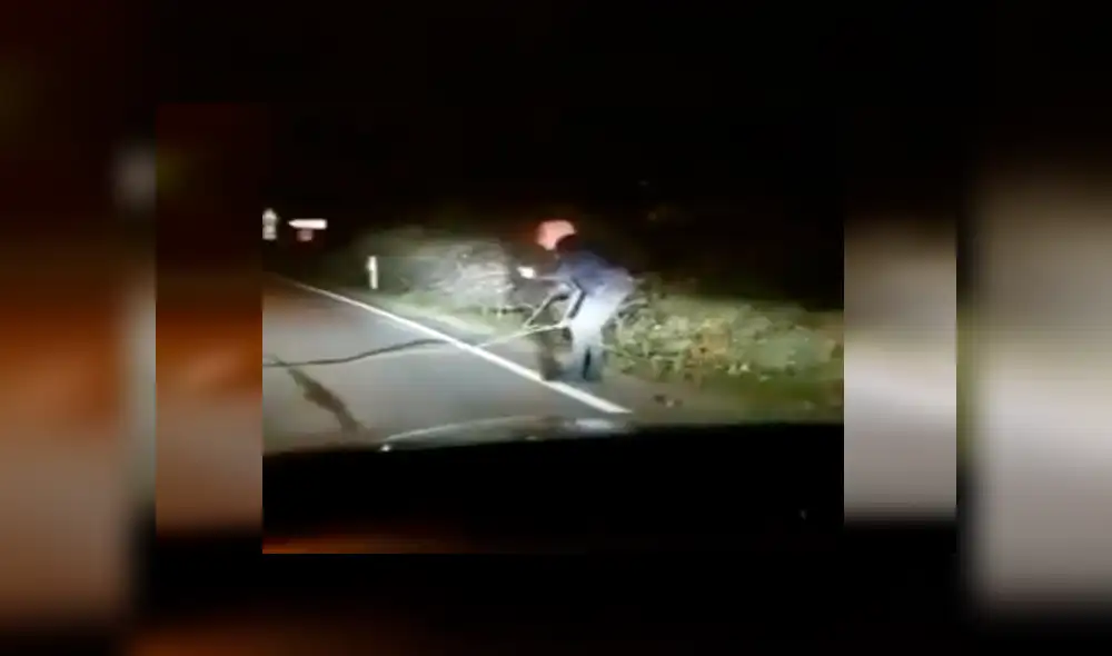 Se topa con extraño animal en mitad de la madrugada y lo ayuda a cruzar la pista [VIDEO]