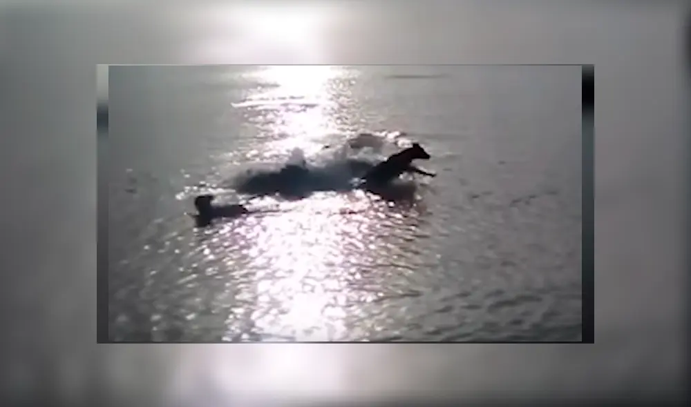 Video es viral en YouTube. El dueño del can salió a dar un paseo por el río junto a sus mascotas, sin imaginar el espeluznante momento que viviría. Video es viral en YouTube. El dueño del can salió a dar un paseo por el río junto a sus mascotas, sin imaginar el espeluznante momento que viviría.