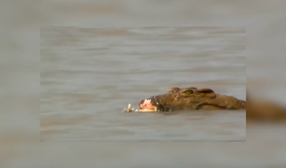 YouTube viral: cocodrilo pierde el hocico tras pelea brutal contra otro depredador en el río.