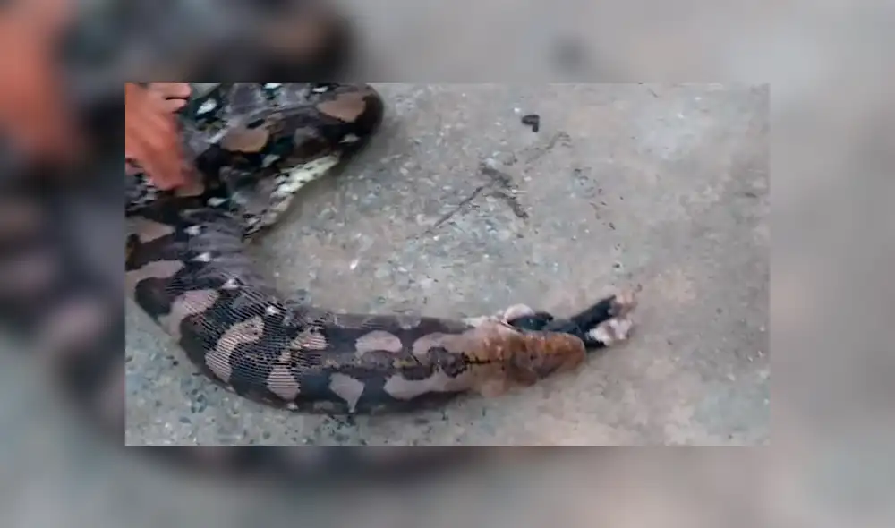 El autor del video de YouTube se acercó a serpiente salvaje para grabar asqueroso momento en que regurgita a un gato