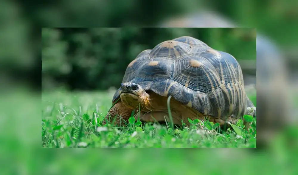 Los agentes le impusieron a la mujer una multa de 400 euros. Fuente: foto referencial.