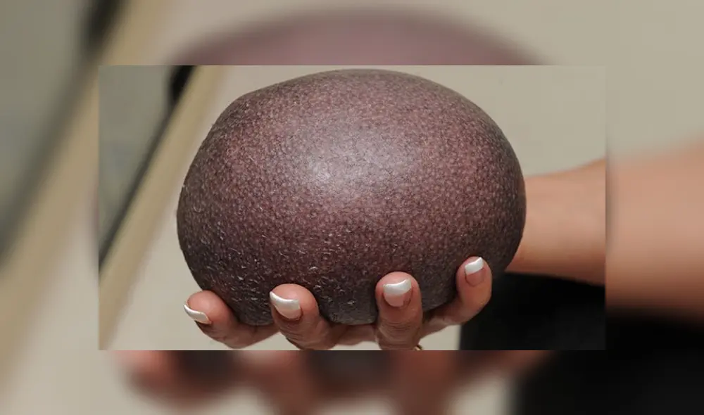 Desliza las fotografías para conocer un poco más de ‘Nelson’, el erizo que nació sin púas y que es toda una sensación en Facebook. Foto: Foxy lodge wildlife rescue Desliza las fotografías para conocer un poco más de ‘Nelson’, el erizo que nació sin púas y que es toda una sensación en Facebook. Foto: Foxy lodge wildlife rescue