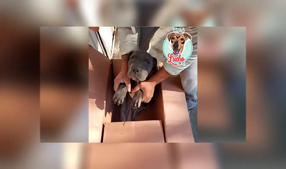 Niño escribe conmovedora carta tras dar a su perrito en adopción para evitar que su padre lo maltrate [FOTOS]