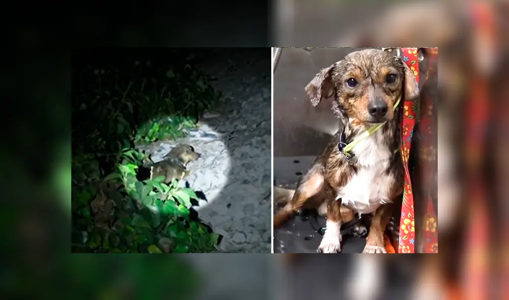 Desliza hacia la izquierda para ver el conmovedor rescate. Imágenes del video viral de YouTube. Desliza hacia la izquierda para ver el conmovedor rescate. Imágenes del video viral de YouTube.