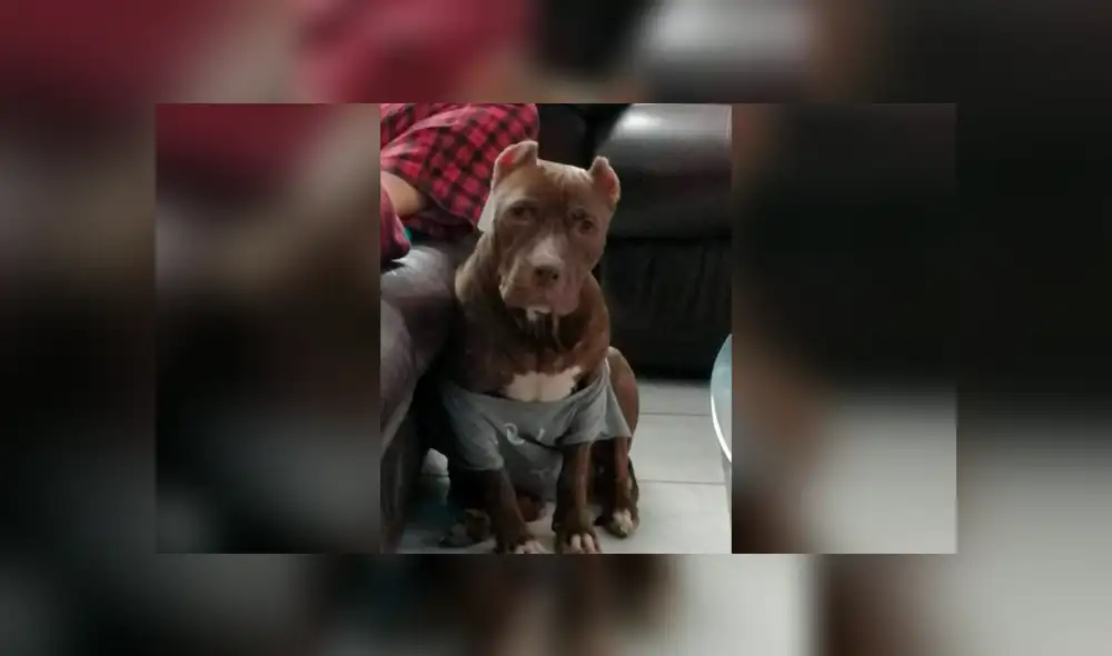 Desliza las imágenes hacia la izquierda para apreciar el terrible maltrato que vivió un perro callejero. Desliza las imágenes hacia la izquierda para apreciar el terrible maltrato que vivió un perro callejero.