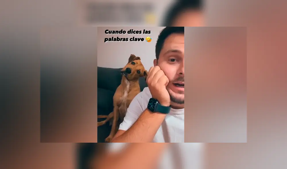 Desliza las imágenes para ver la curiosa reacción de este can al escuchar su ‘palabra favorita’. Fotocapturas: Javi Escudero/TikTok