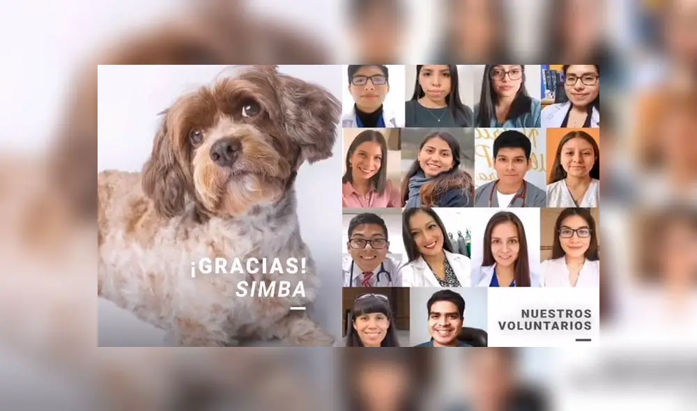 Simba, el primer perro peruano, en recibir un marcapasos. Créditos: Facebook Video. Simba, el primer perro peruano, en recibir un marcapasos. Créditos: Facebook Video.