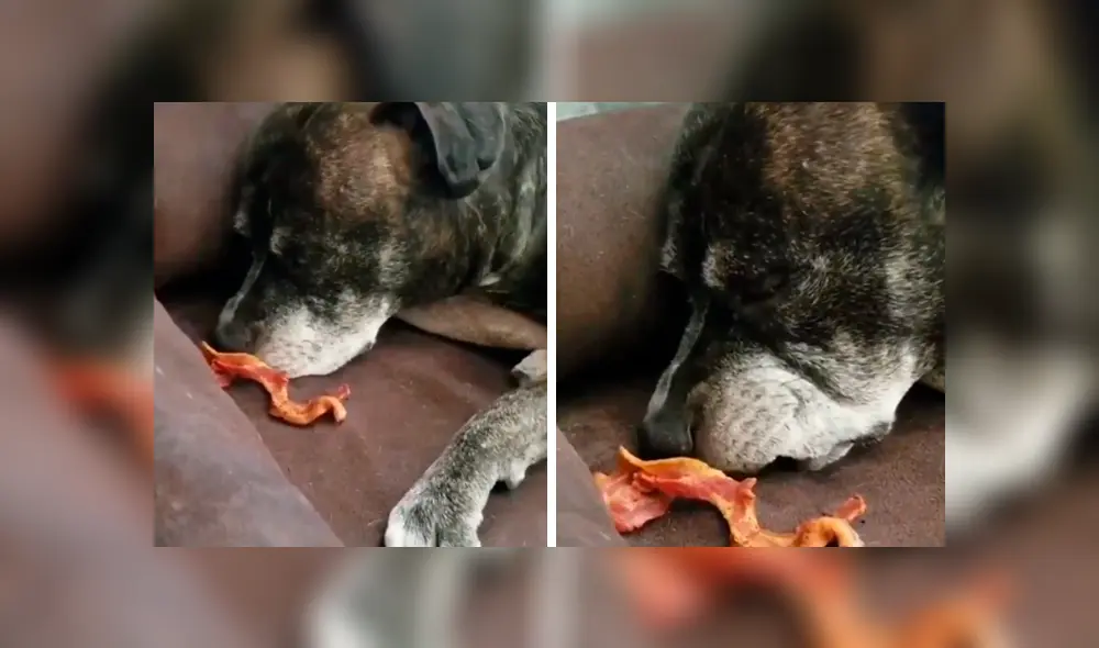 Desliza hacia la izquierda para ver la reacción del perro al oler un tocino. Video es viral en Facebook. Desliza hacia la izquierda para ver la reacción del perro al oler un tocino. Video es viral en Facebook.
