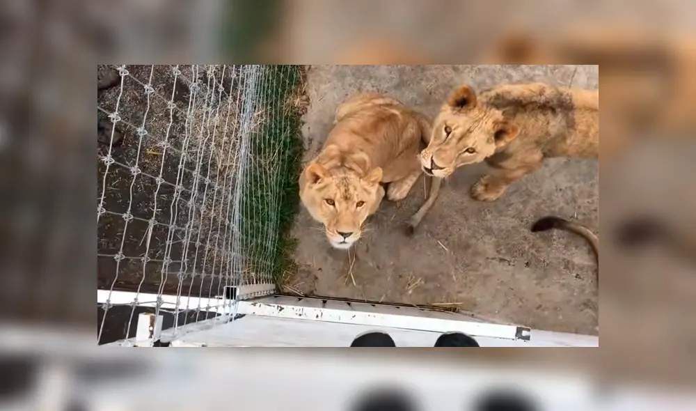 Un video mostró el peculiar momento en el que un hombre ingresa a la jaula de unos feroces leones. Un video mostró el peculiar momento en el que un hombre ingresa a la jaula de unos feroces leones.