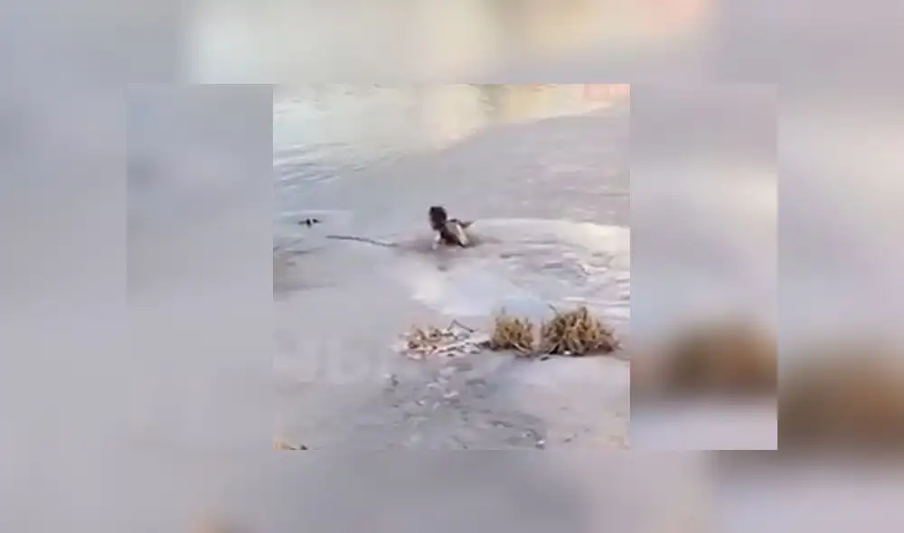 Desliza para enterarte de la valiente hazaña de una mujer que vio que su perro se ahoga en estanque congelado. Foto: Captura Desliza para enterarte de la valiente hazaña de una mujer que vio que su perro se ahoga en estanque congelado. Foto: Captura