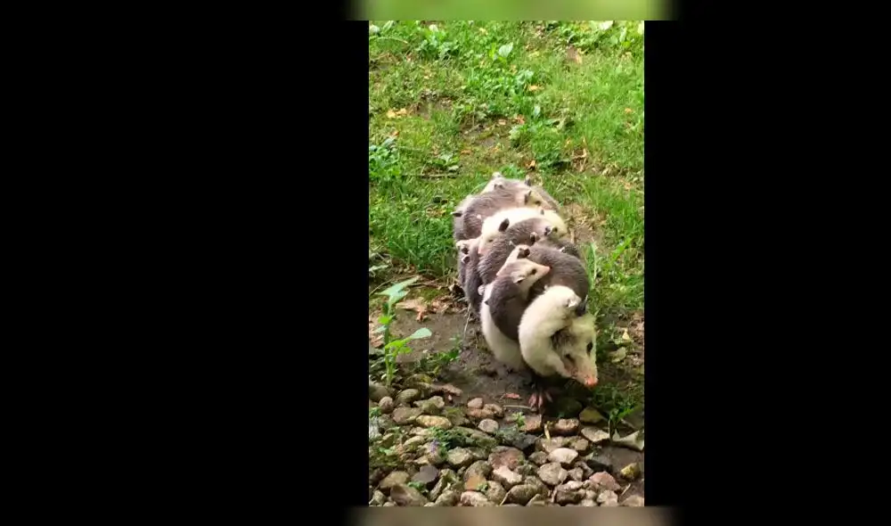 Asombro en YouTube por mamá zarigüeya y sus bebés [VIDEO]