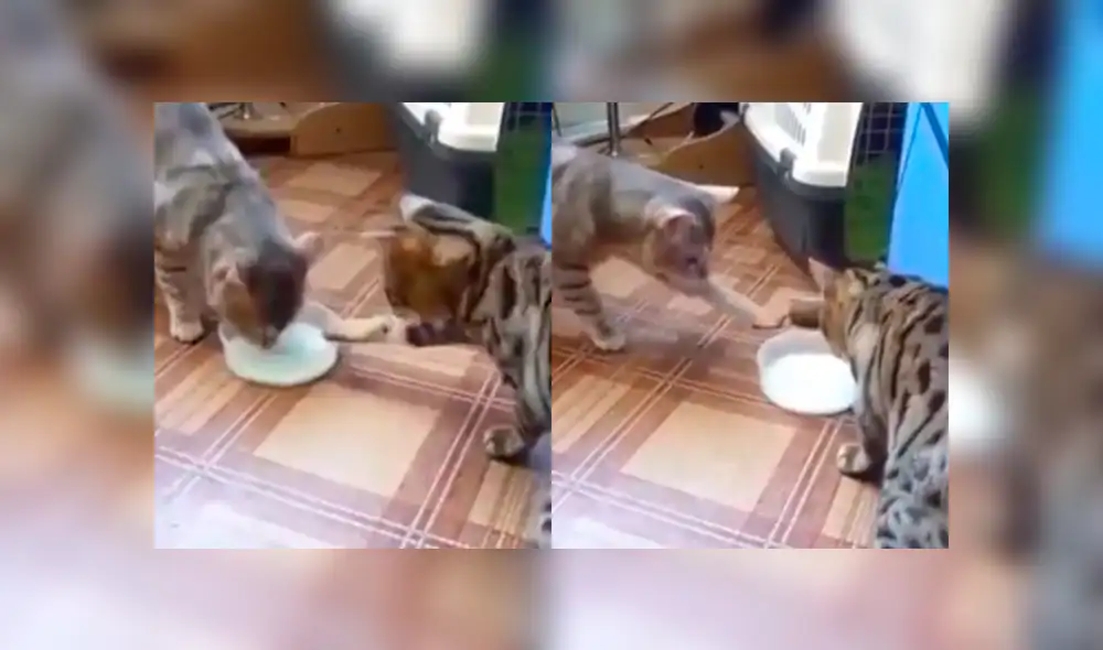 Facebook viral: gatos que se odiaban terminan siendo amigos y protagonizan tierna escena [VIDEO]