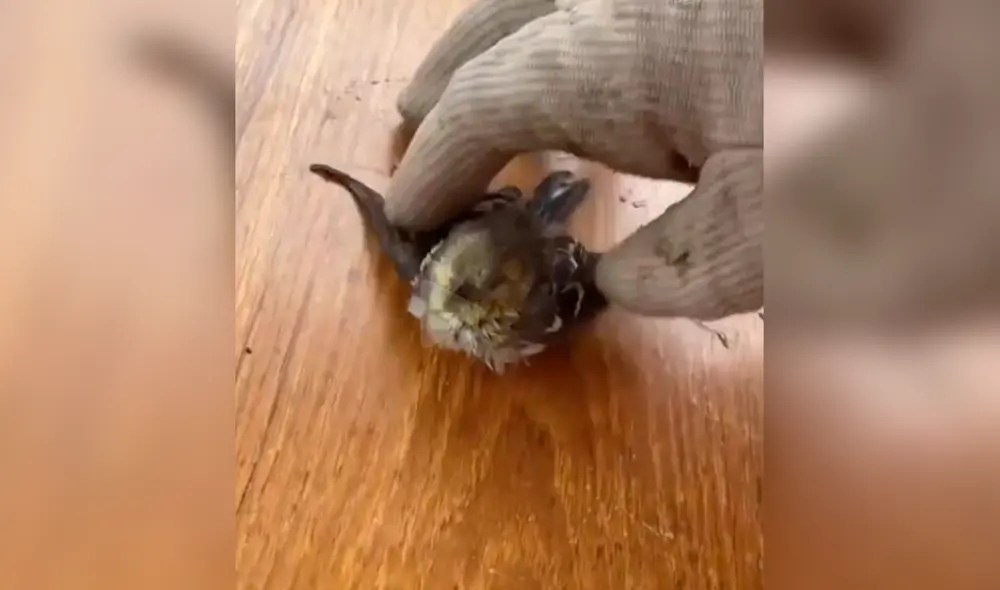 El gorrión estaba exhausto por luchar con la marea. Foto: jknowles831/ Instagram El gorrión estaba exhausto por luchar con la marea. Foto: jknowles831/ Instagram