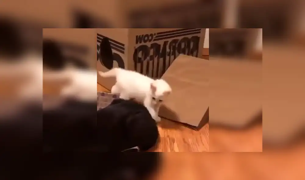 Desliza las imágenes hacia la izquierda para apreciar la divertida escena que protagonizaron unos gatos bebés. Foto: Captura.