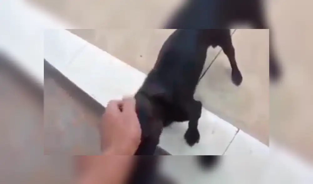 Facebook viral: creyó que perro estaba ‘poseído’ e intentó ‘exorcizarlo’, sin saber que reaccionaría así [VIDEO]