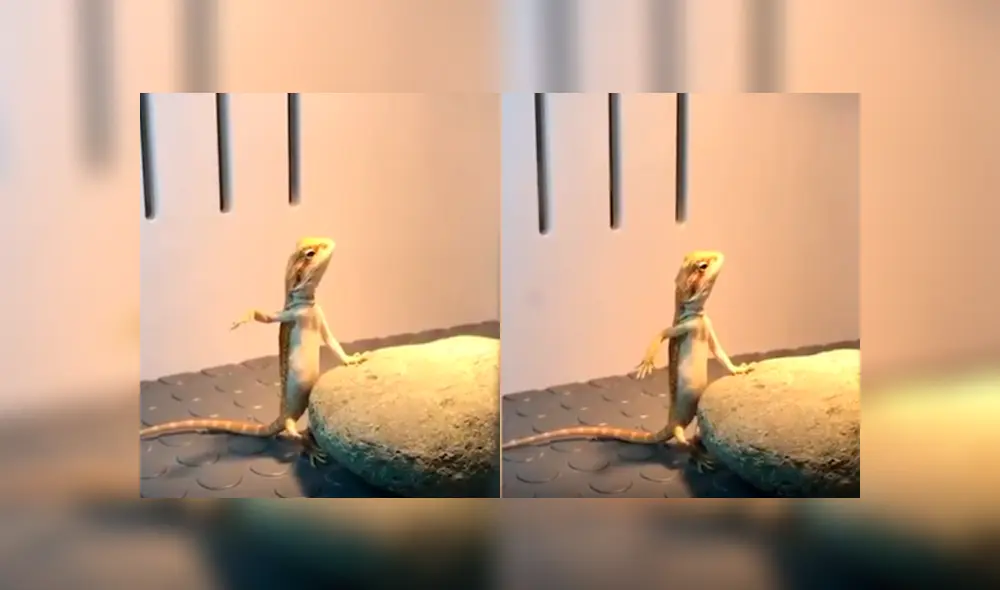 Desliza hacia la izquierda para ver la increíble habilidad del reptil para meditar. (Foto: captura)