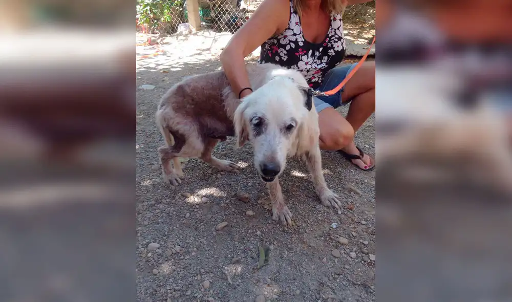 Desliza las imágenes para conocer la emotiva historia de Duncan que fue rescatado tras ser abandonado en la calle. Foto: Caters News/ Referencial Desliza las imágenes para conocer la emotiva historia de Duncan que fue rescatado tras ser abandonado en la calle. Foto: Caters News/ Referencial