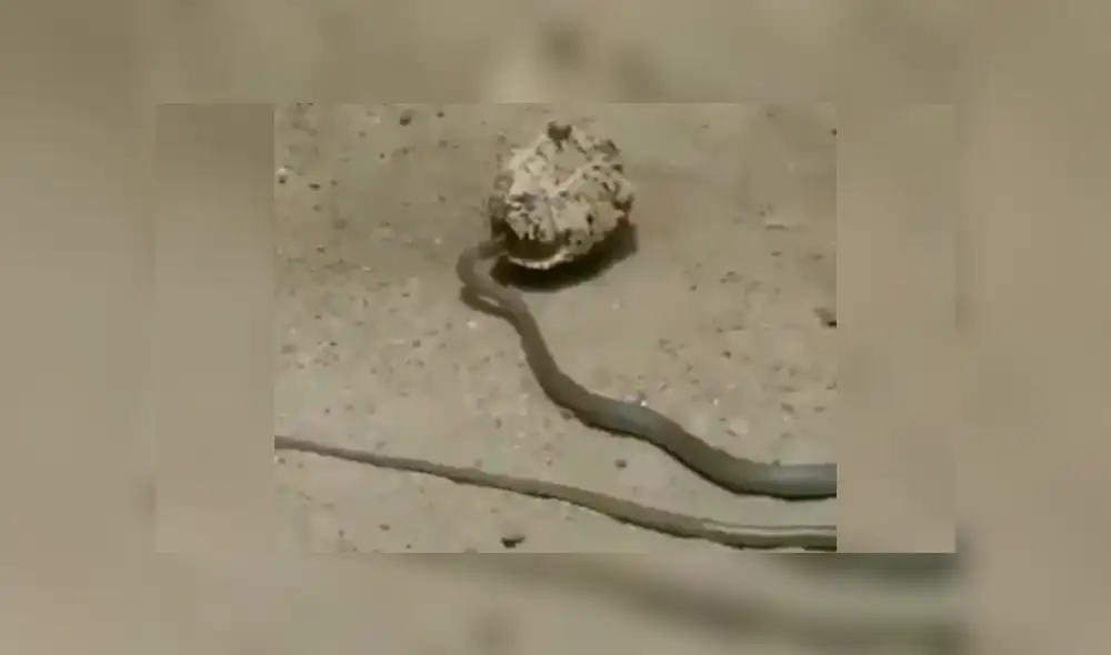 La serpiente quedó atrapada en una mortal trampa, tras intentar atacar a la tortuga. Foto: captura