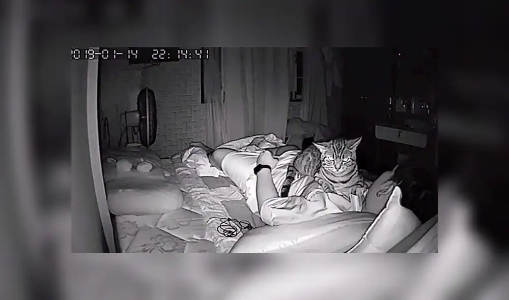 Facebook viral: gato aprovecha que su dueño duerme para expresar su amor por él [FOTOS]