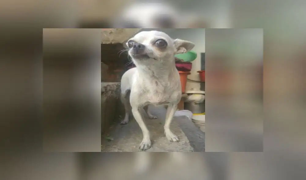 Surco: familia busca a Chihuahua con tumor mamario 