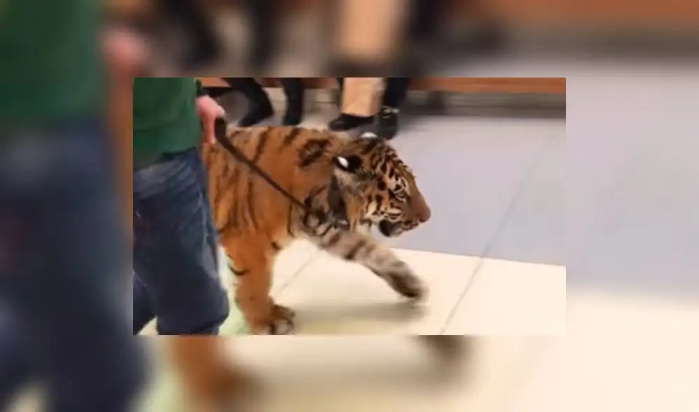 YouTube: Tigre camina e impone respeto en centro comercial